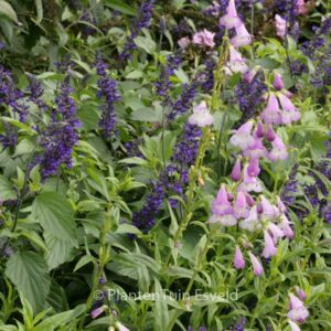 Penstemon 'Alice Hindley'