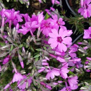 Phlox 'Fabulous Dark Rose Eye'