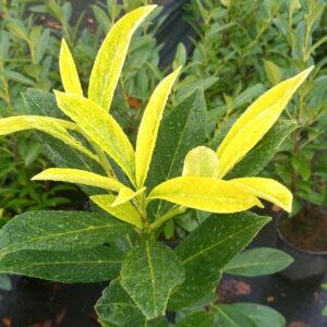 Prunus lauroceasus 'Goris11' (GORIS GOLD)
