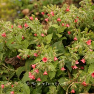 Pulmonaria rubra 'Redstart'