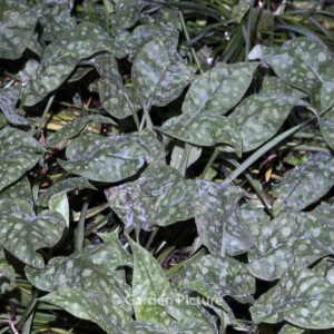 Pulmonaria saccharata 'Dora Bielefeld'