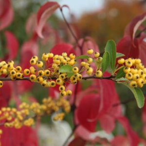 Pyracantha 'Cadaune' (SAPHYR JAUNE)