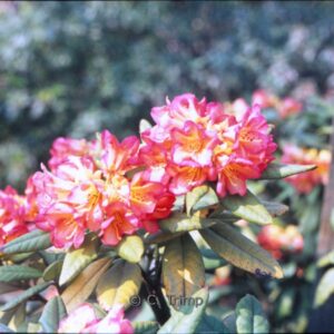 Rhododendron dichroanthum scyphocalyx