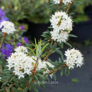 Rhododendron hypoleucum