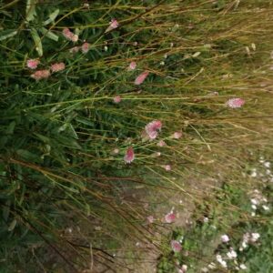 Sanguisorba officinalis 'Rock and Roll'