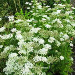 Selinum carvifolia