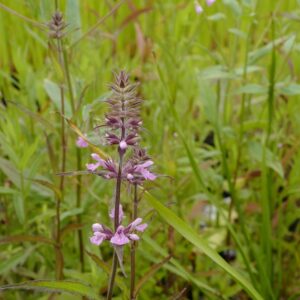 Stachys palustris