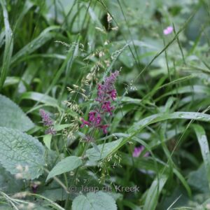 Stachys sylvatica