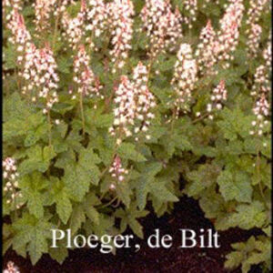 Tiarella cordifolia 'Oakleaf'