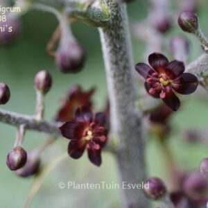 Veratrum nigrum