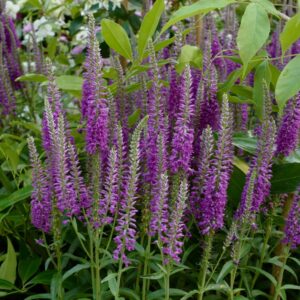 Veronica longifolia 'Eveline'