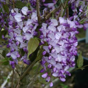 Wisteria sinensis 'Amethyst'