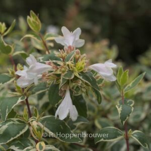Abelia grandiflora 'Sparkling Silver'