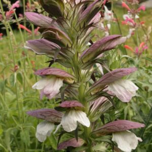 Acanthus spinosus