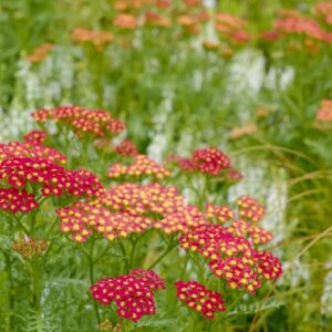 Achillea millefolium 'Milly Rock Red'
