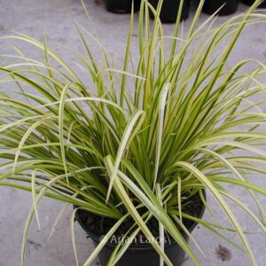 Acorus gramineus 'Oborozuki'
