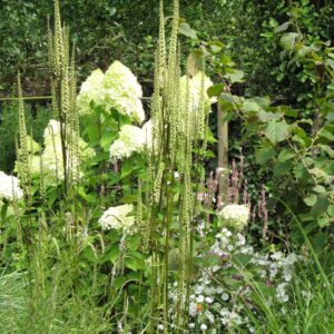 Actaea racemosa