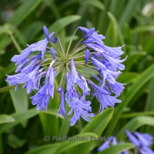 Agapanthus 'Purple Cloud'