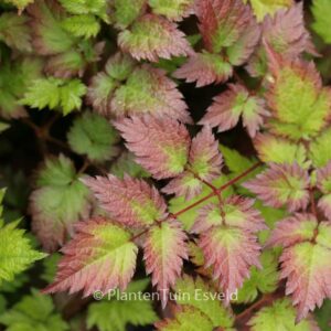 Astilbe 'Color Flash'