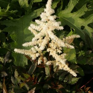 Astilbe 'Ellie (J)'