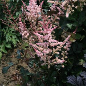 Astilbe 'Spotlight'
