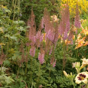 Astilbe chinensis 'Superba'