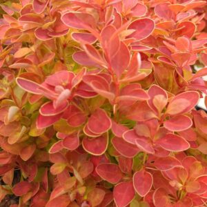 Berberis thunbergii 'Orange Ice'