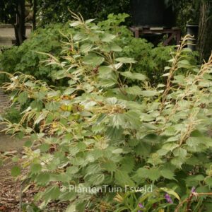 Boehmeria platanifolia