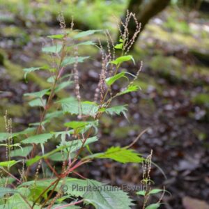Boehmeria spicata