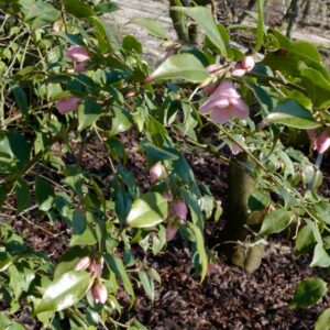 Camellia rosiflora