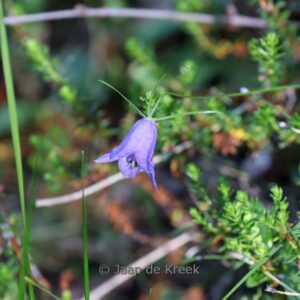 Campanula rotundifolia