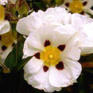 Cistus florentinus