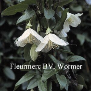 Clematis cirrhosa 'Jingle Bells'