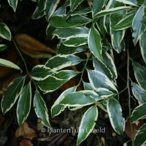 Cleyera japonica 'Variegata'