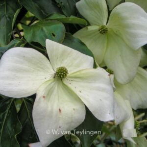 Cornus kousa 'Moonbeam'