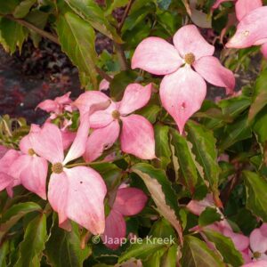 Cornus kousa 'Rutpink' (SCARLET FIRE)