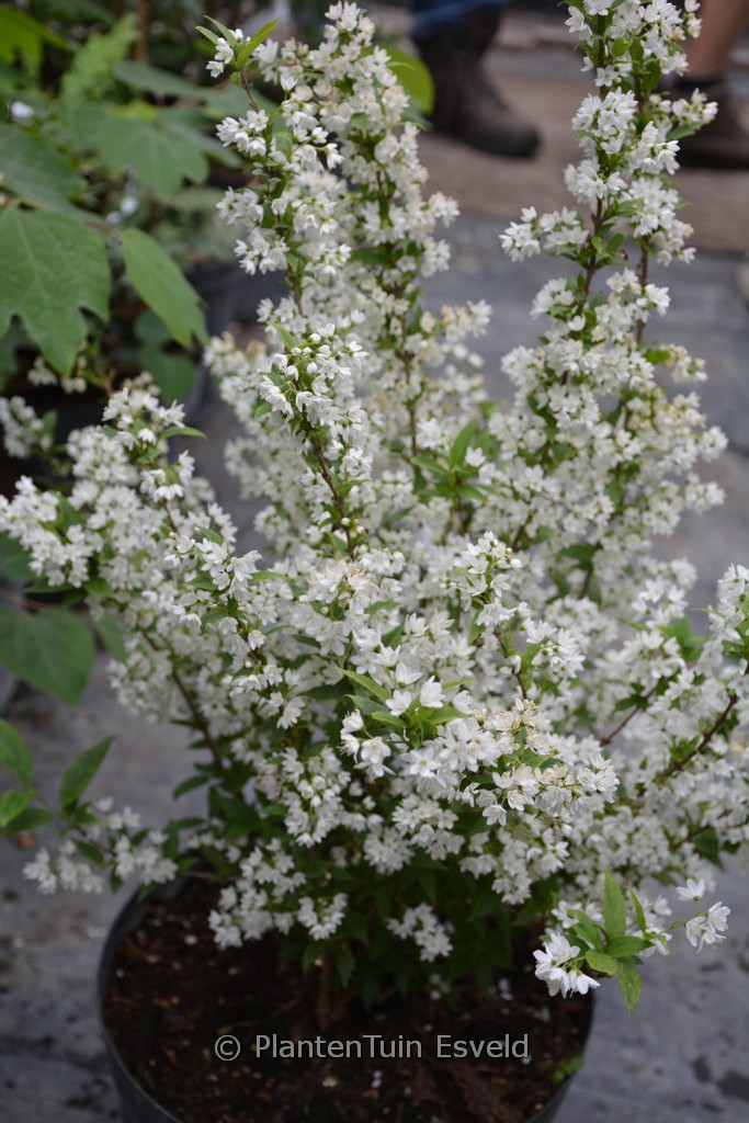 Deutzia gracilis 'Marmorata'