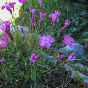 Dianthus gratianapolitanus