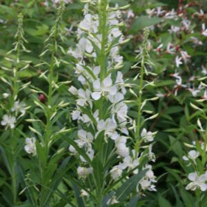Epilobium angustifolium 'Album'
