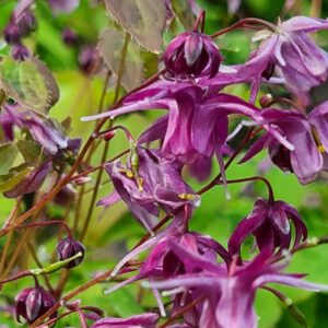 Epimedium grandiflorum 'Shiho'