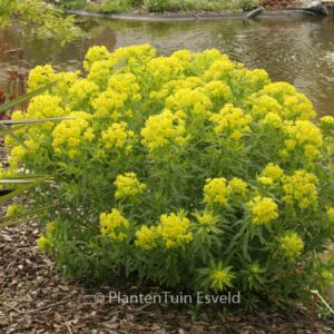 Euphorbia palustris
