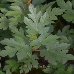 Ficus afghanistanica 'Silver Lyre'
