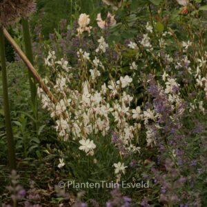 Gaura lindheimeri 'Geyser White'