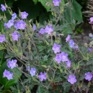Geranium 'Neelkaya' (KAYA)