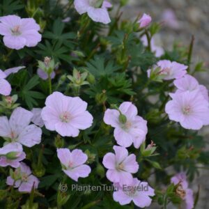 Geranium sanguineum 'MVNG1811' (FRIVOLIUS PINK)