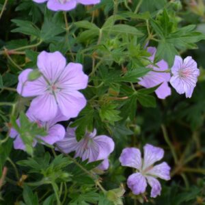 Geranium sanguineum 'MVNG1901' (FRIVOLIUS LILAC)