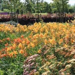 Hemerocallis 'Bonanza'