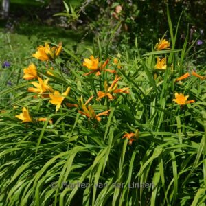 Hemerocallis middendorffii