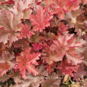 Heuchera 'Melting Fire'