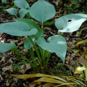 Hosta 'Fragrant Blue'